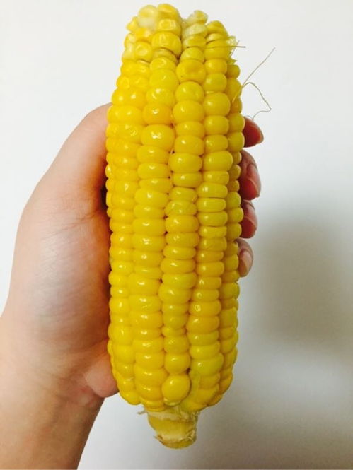 corn是什么意思
