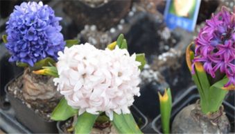 风信子花语是什么意思 风信子花的寓意是什么