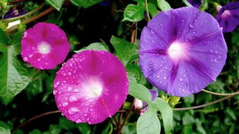 牵牛花什么时候开花?