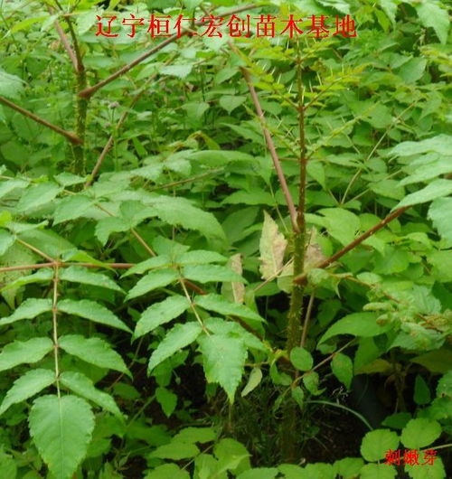 刺嫩芽苗

