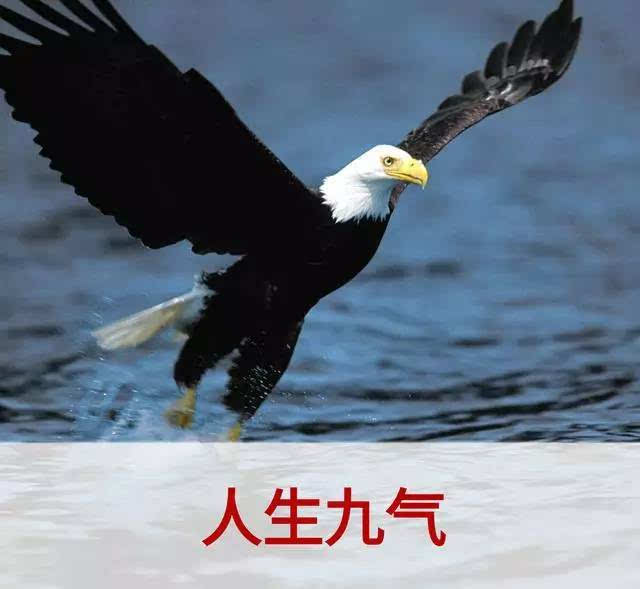 老鹰叫声
