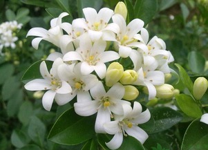 夜来香什么时候开花的