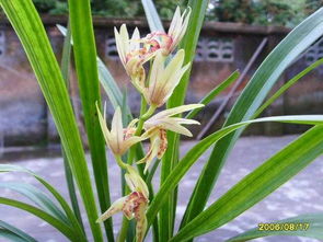兰花的花语
