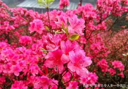 望帝春心托杜鹃

