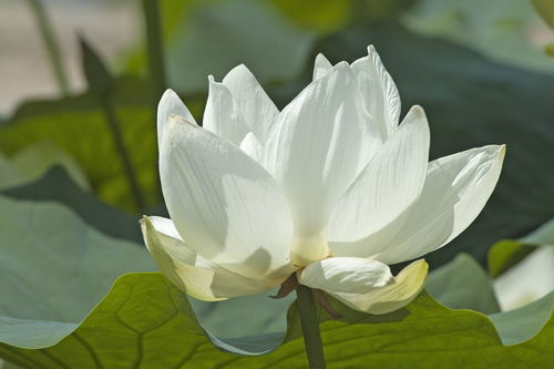 圣母白莲花
