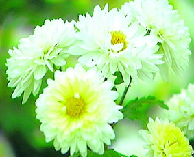 怀菊花
