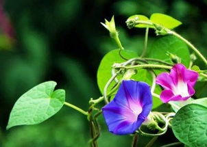 牵牛花花期
