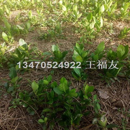 刺嫩芽的育苗技术