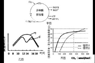 光合作用暗反应方程式是什么?