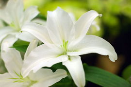 百合花是什么样子?