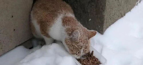 猫可以带上高铁吗