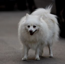 狐狸犬
