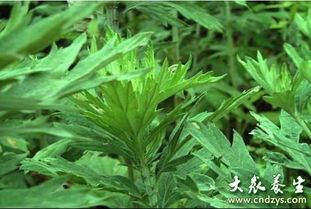 艾草可以吃吗