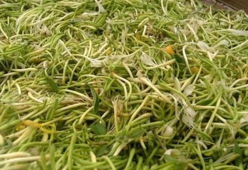 蒲公英和金银花能起泡;水喝吗?