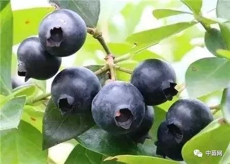 蓝莓黑珍珠
