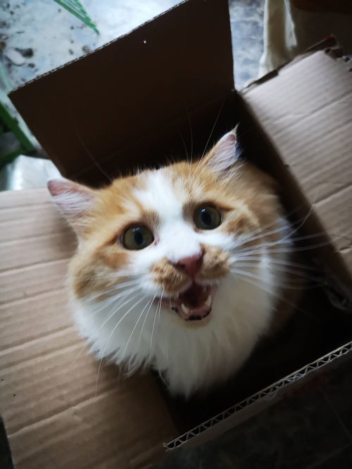 猫可以坐高铁吗
