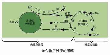 光合作用暗反应
