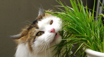 猫草是什么植物的种子
