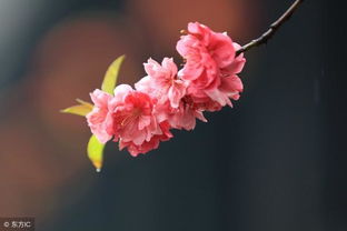 含有桃花的诗句
