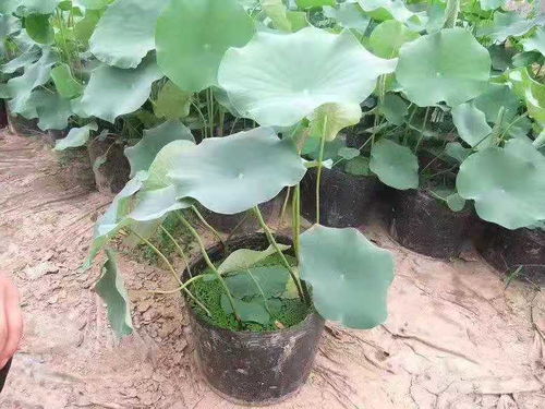 荷花苗种植基地
