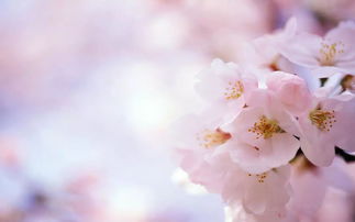 有关于桃花的诗句