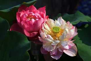 荷花是哪个季节开的?