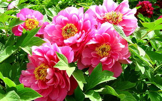牡丹花什么季节开