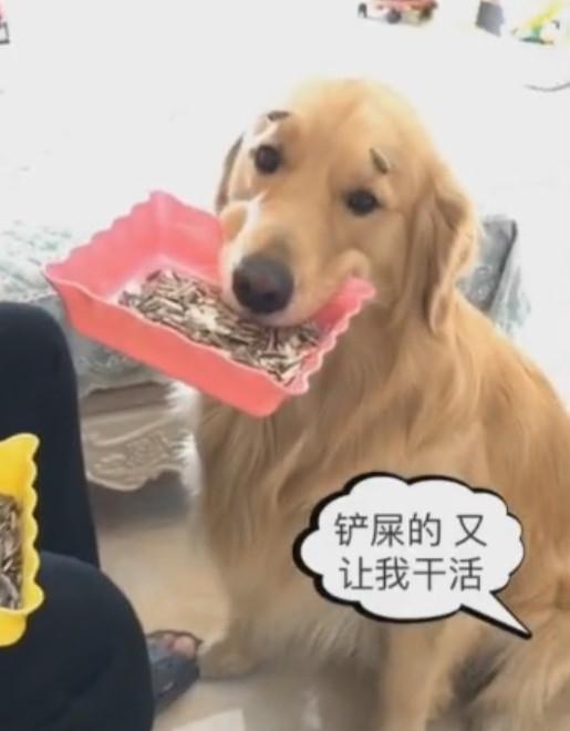 狗能吃瓜子吗