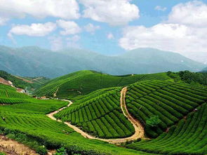 杭州径山茶
