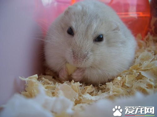 仓鼠的寿命有多长