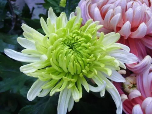 菊花的寓意是什么