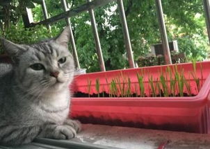 猫草是什么植物的种子?