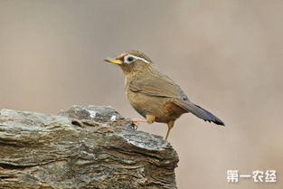 眉毛怎么画 初学者