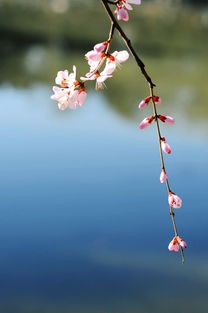 三月桃花水的意思
