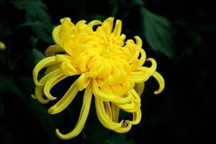 菊花寓意
