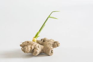 姜发芽了还能吃吗?