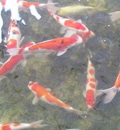 锦鲤养殖
