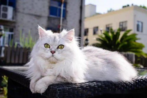 宠物猫品种
