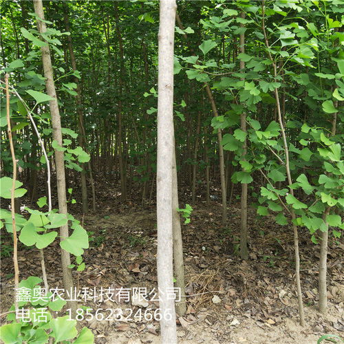 怎么培育银杏树苖