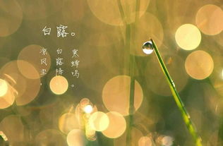 白露节气的含义是什么