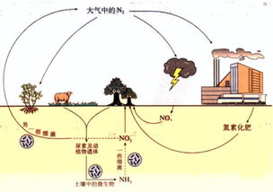 氮怎么读
