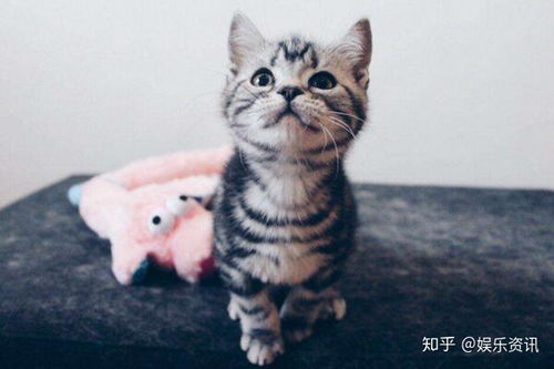 宠物猫品种和价格图片
