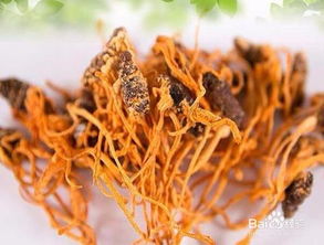 蛹虫草的功效与作用
