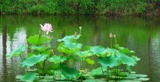 小池的诗意
