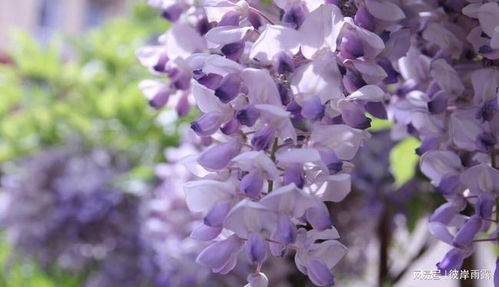 紫藤花花语