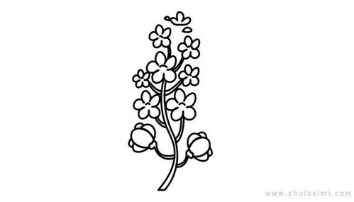 油菜花图片简笔画
