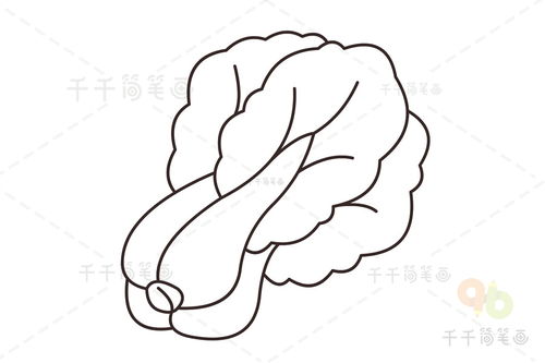 白菜怎么画
