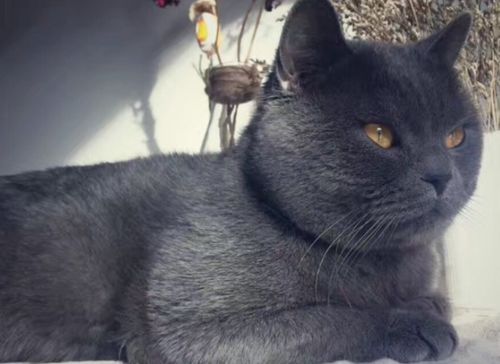 蓝猫怎么看纯不纯

