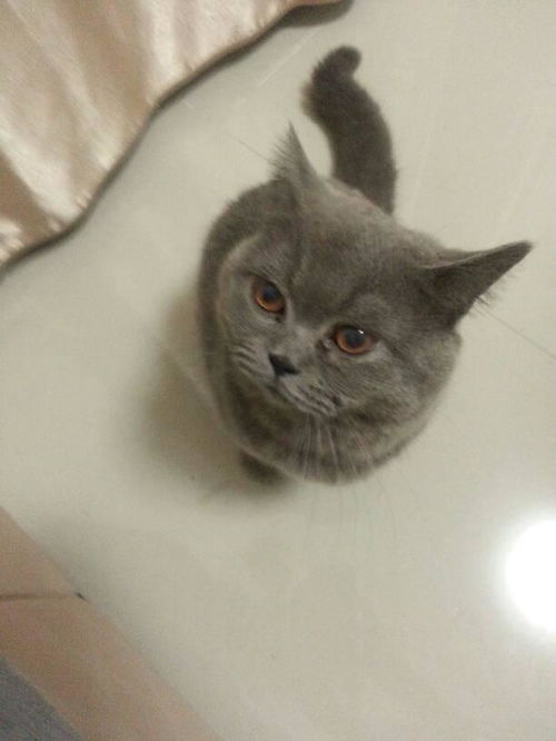 怎么看蓝猫的品相纯不纯 如何看蓝猫的品相纯不纯