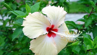 扶桑花的花语是什么呢?